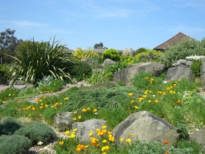 Dry Garden_0009.JPG